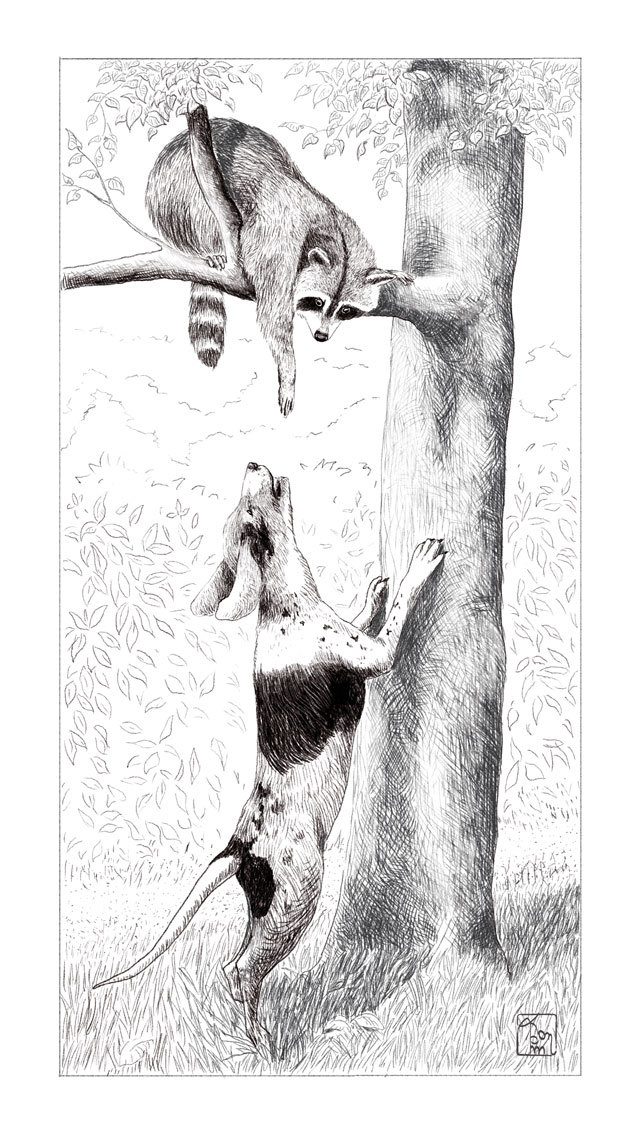 Охота на енота :)