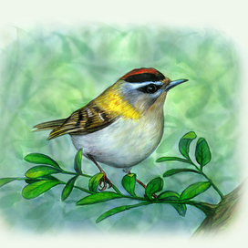 Красноголовый королек