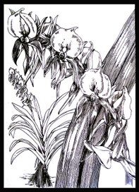 Методическое пособие к комплекту наглядных пособий по биологии "Растение и окружающая среда"