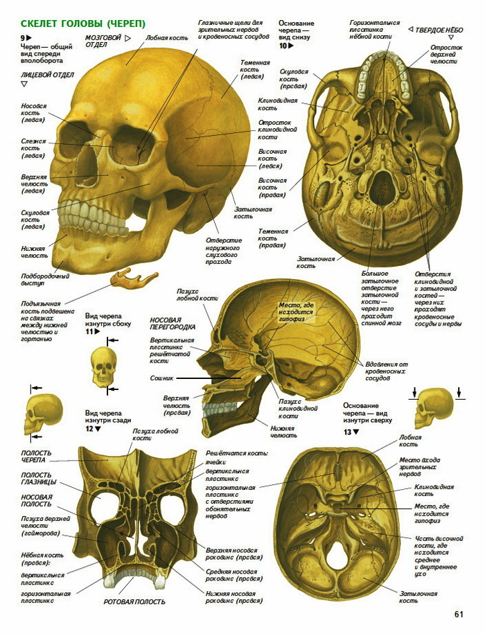 анатомия человека. череп