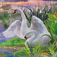 пара лебедей