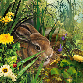 рваное ушко ,сетон томпсон