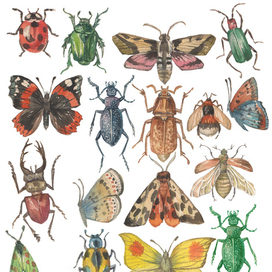 Насекомые( деколи)