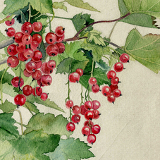 Красная смородина