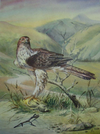 Длиннохвостый орел