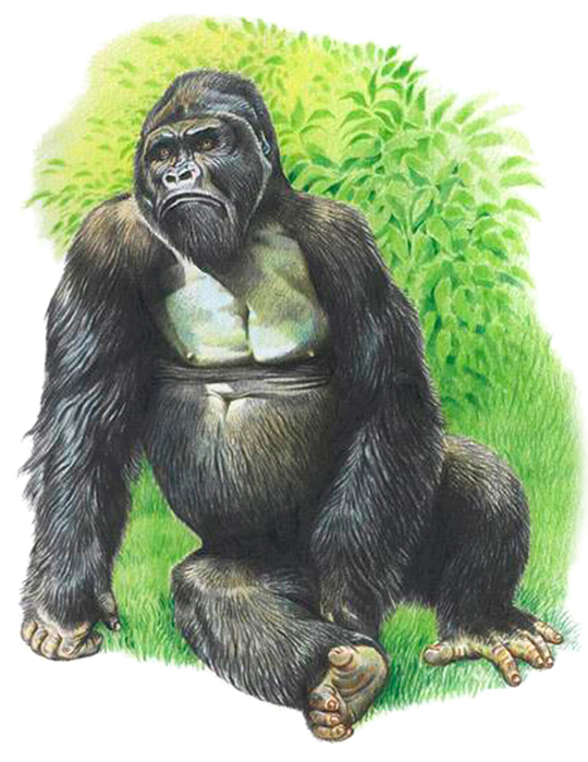 Горилла
