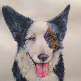 Портрет корги