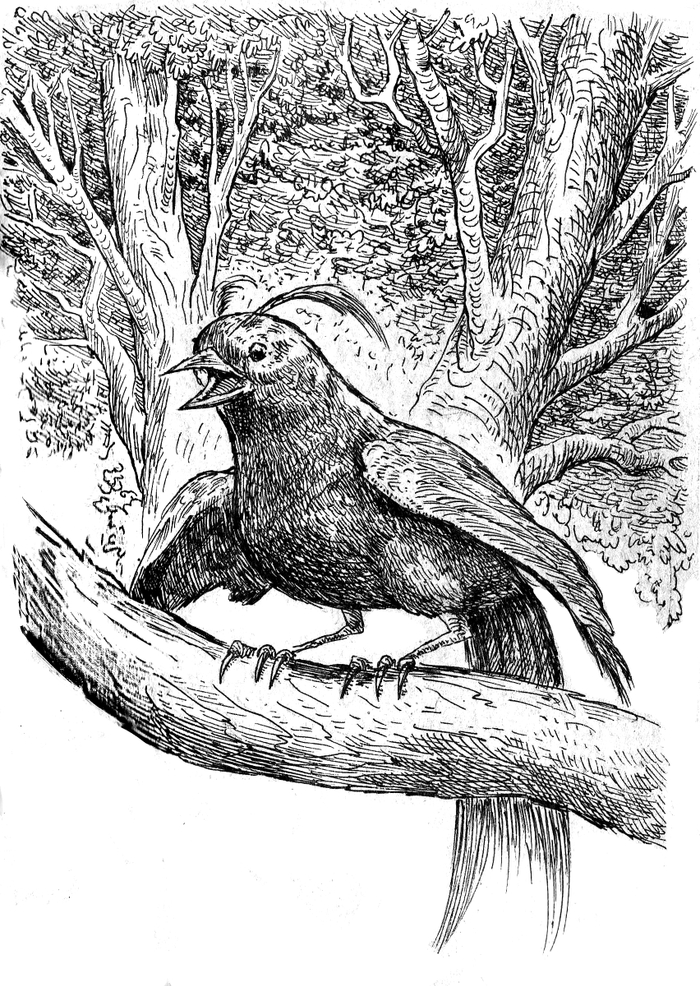 райская птица