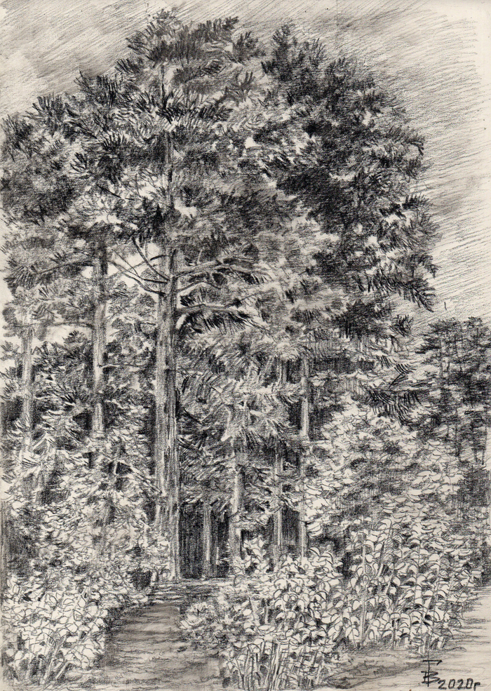 Сосны у залива. Зеленогорск.