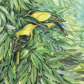 Иволги в иве