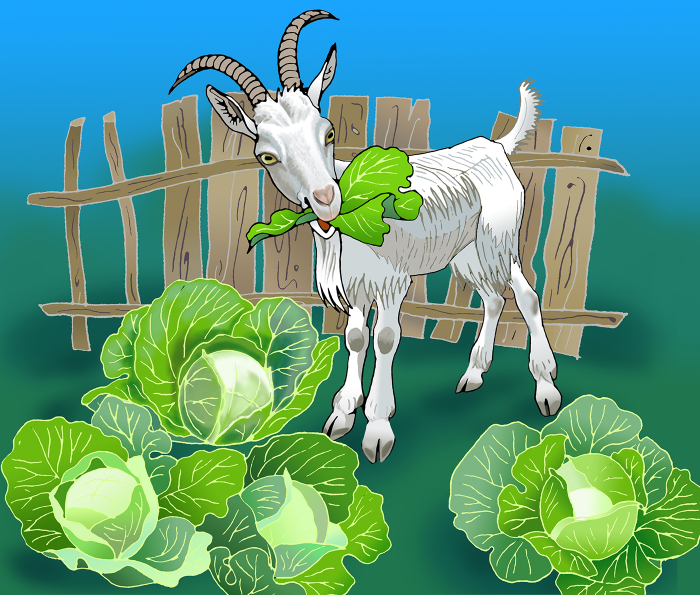 Козёл в огороде