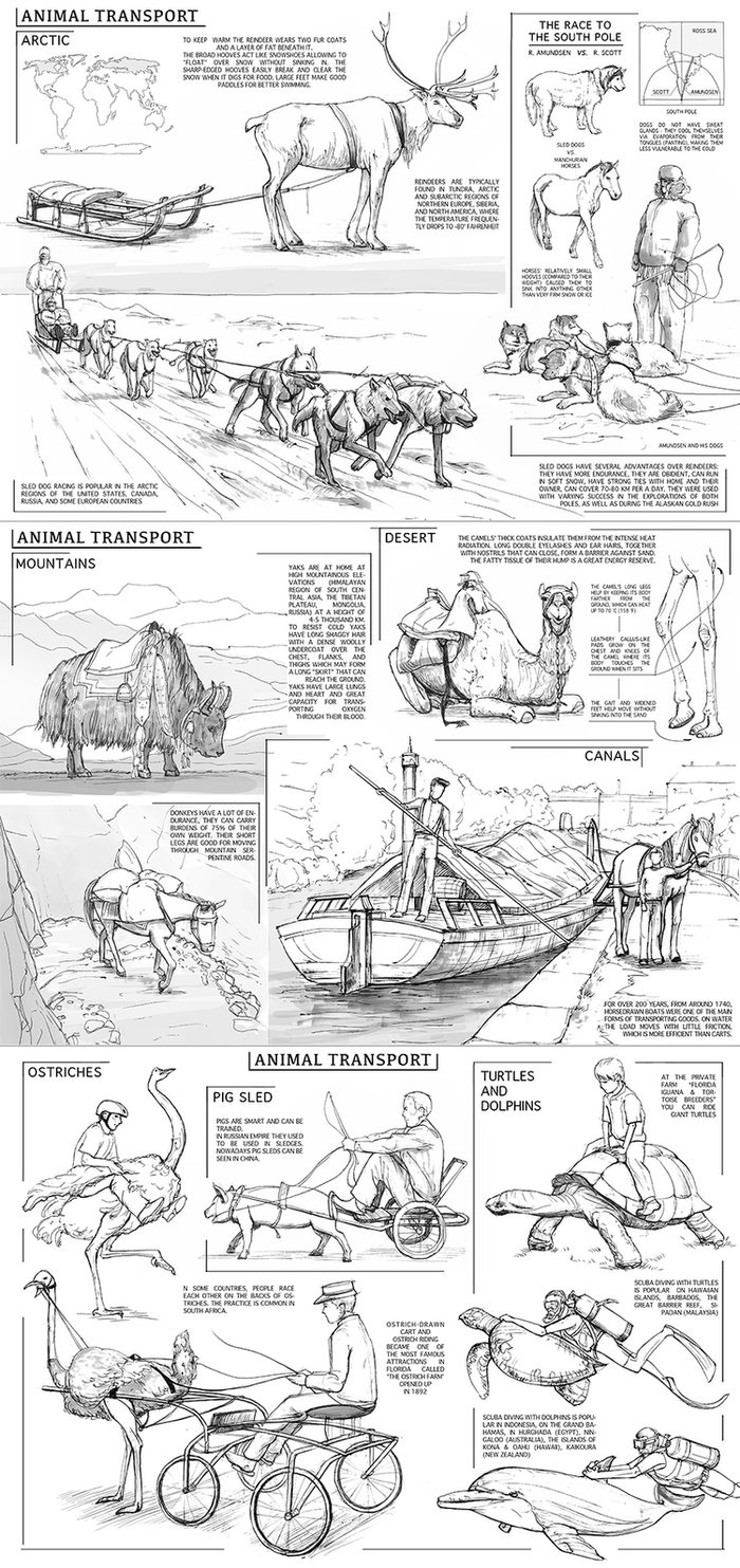 Животные и транспорт