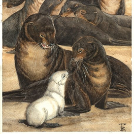 "Белый котик"