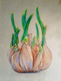 Проросший чеснок