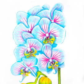 Голубые Орхидеи Фаленопсис