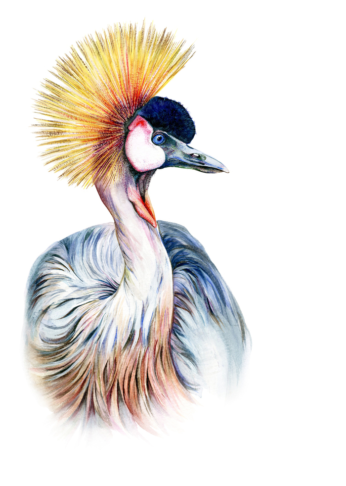 "Crowned crane"