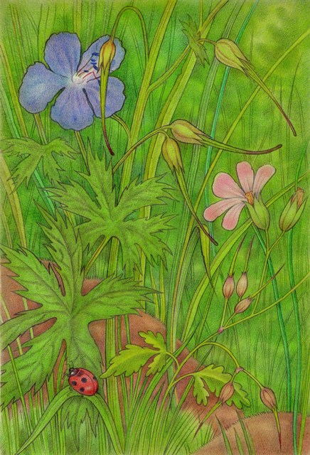 Журавельники