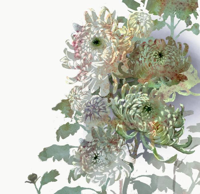 Хризантемы