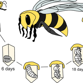 строение пчелы