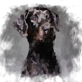 цифровой портрет собаки, масло