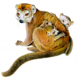 Черный лемур