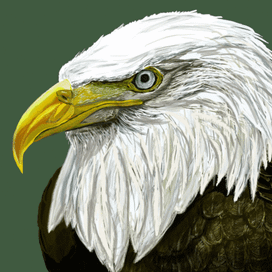 Белоголовый орлан