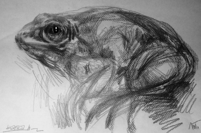 Уси-пуси жабка