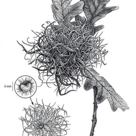 Научная иллюстрация "Галл орехотворки Andricus caputmedusae  на ветке дуба" 