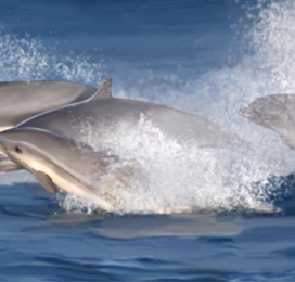 Иллюстрация для книги Брема «Жизнь животных» «Дульфины»