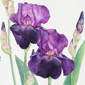 Ирисы после дождя