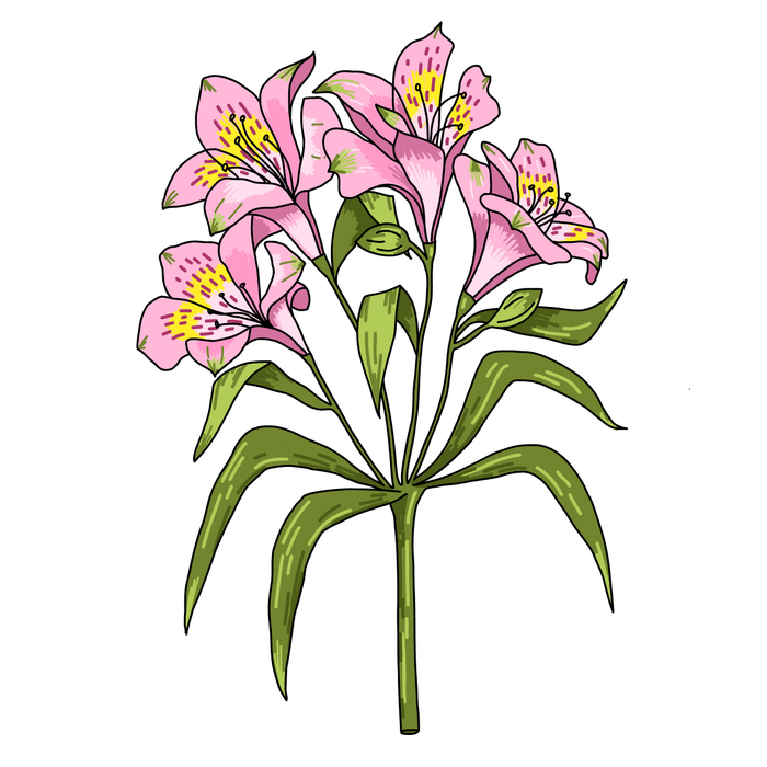 Цветок Альстромерия