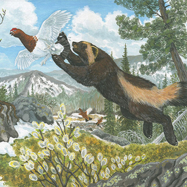 Росомаха и куропатка