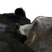 Играющие медведи