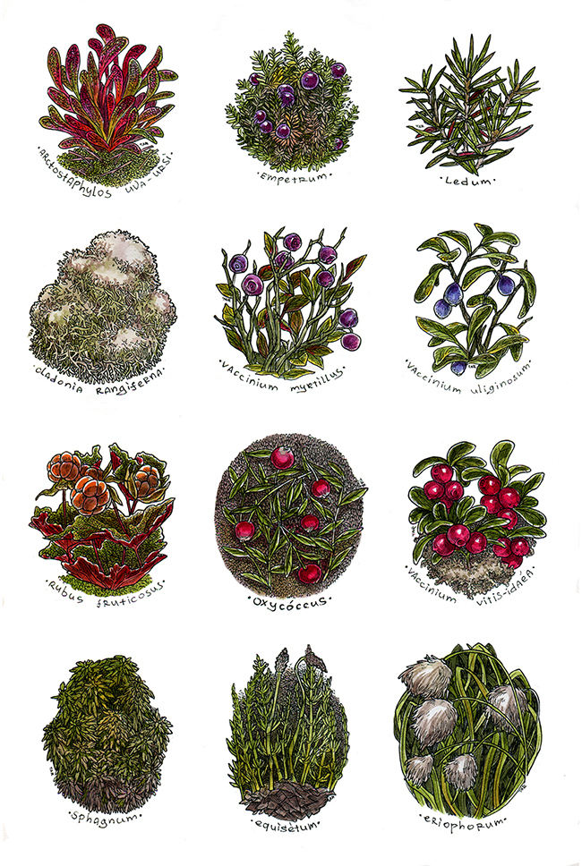 Травы из серии "Маленькие предметы"