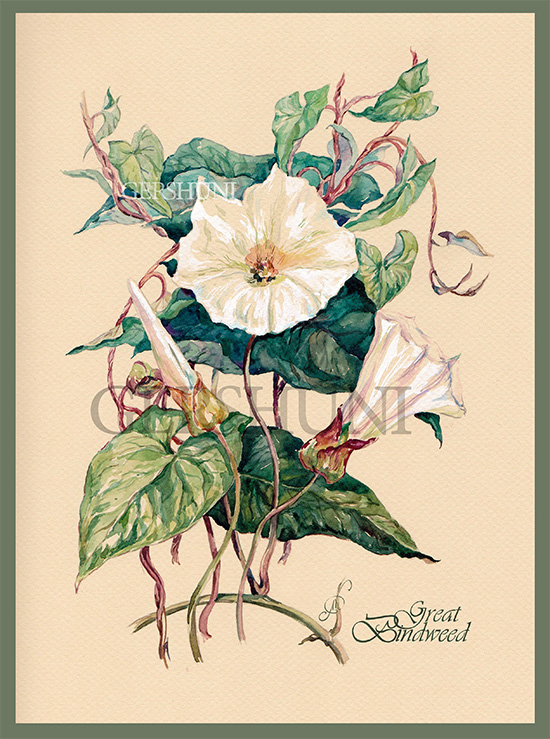 Ботаническая акварель