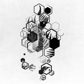 Папоротники 