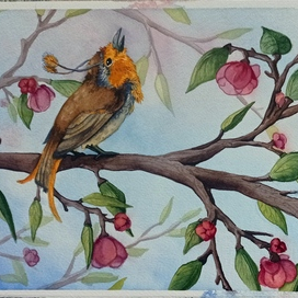 Певчие птицы