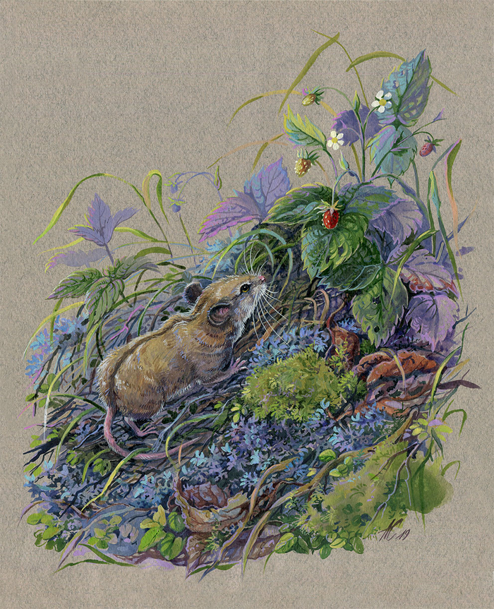 За земляничкой