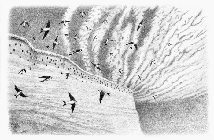 Иллюстрация к рассказу Виталия Бианки "Лесные домишки"