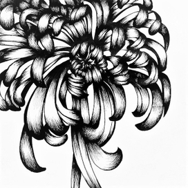 Хризантема