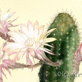 Его Величество - Кактус!