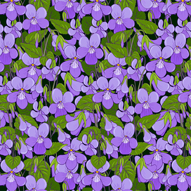 лесные фиалки