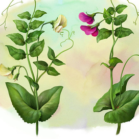 Горох. Ботаника