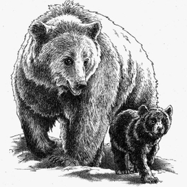 Гризли. Титул