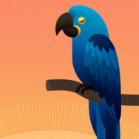 Blue macaw