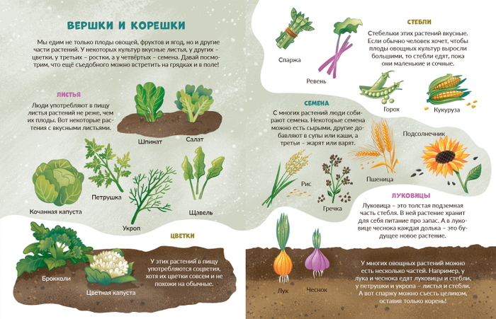 "Вершки и корешки"