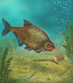 рыба и приманка