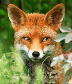 Хитрый  лисёнок