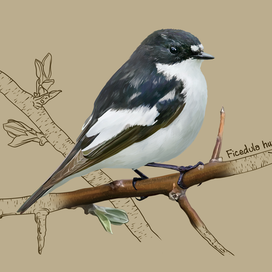 Мухоловка-Пеструшка