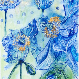 Голубые гималайские маки